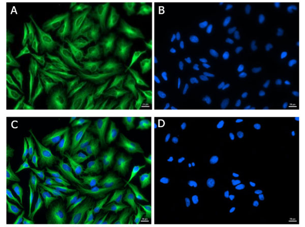 Immunofluorescence of Goat Anti-Mouse IgG DyLight™ 488